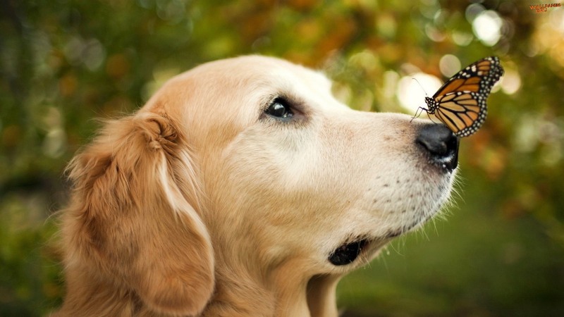 A dog and a butterfly 1920x1080 HD
