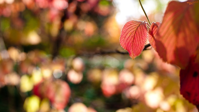 Autumn red leaves 1920x1080 HD