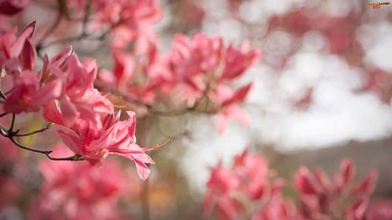 Azaleas bloom in spring 1920x1080 HD