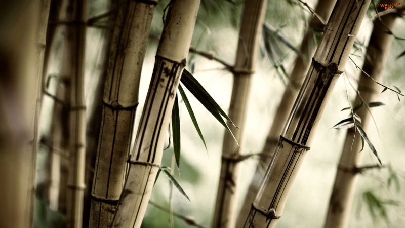 Bamboo 2 1920x1080 HD