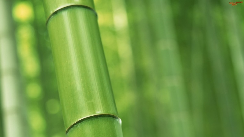 Bamboo 5 1920x1080