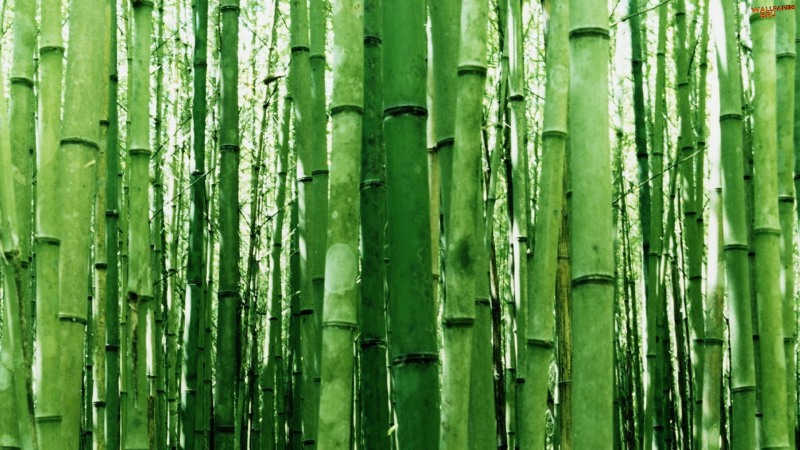 Bamboo green light 1920x1080 HD