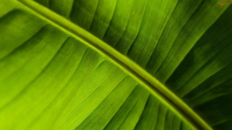 Banana leaf 1920x1080