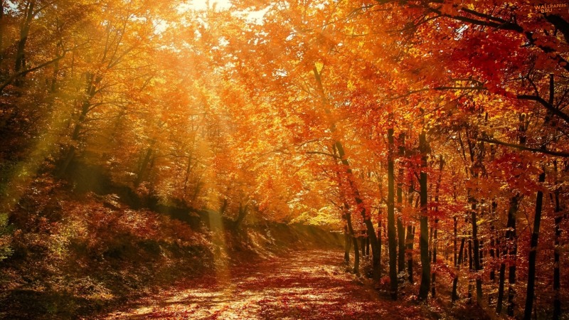 Beautiful nature image autumn forest 1920x1080
