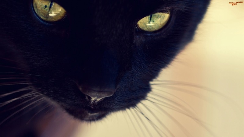 Black cat yellow eyes 1920x1080 HD