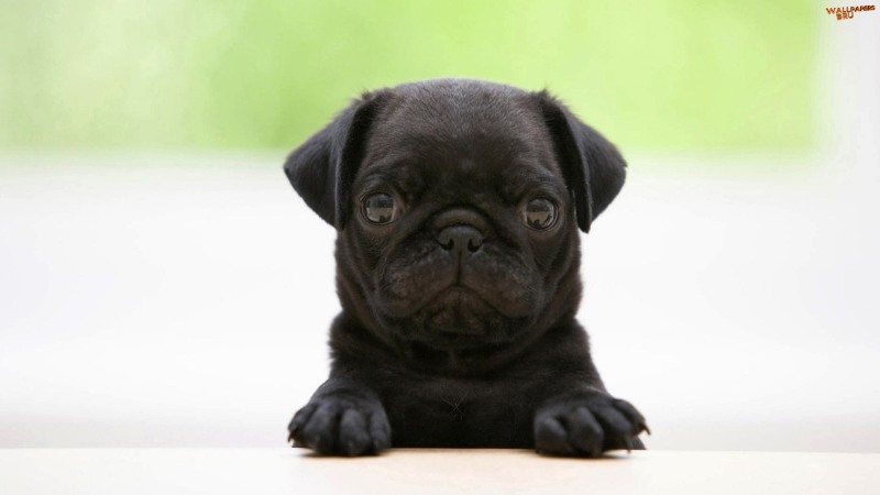 Black pug puppy 1920x1080
