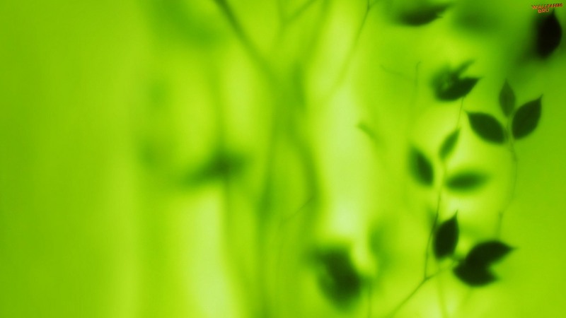 Blurred green leaves 1920x1080 HD