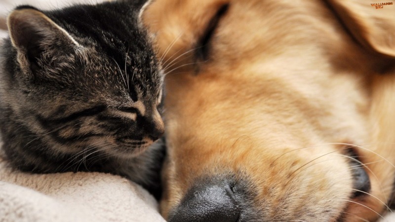 Cat and dog friendship 1920x1080 HD