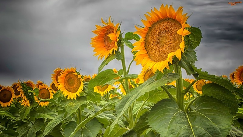 Colorado sunflowers 1600x900