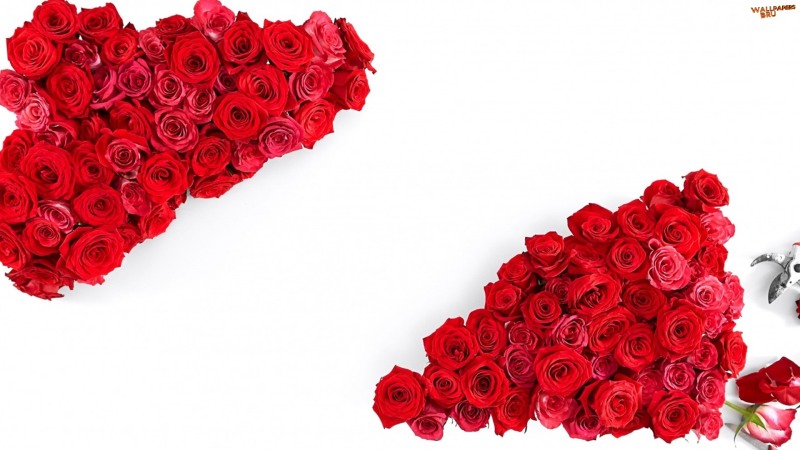 Love red roses 2 1920x1080
