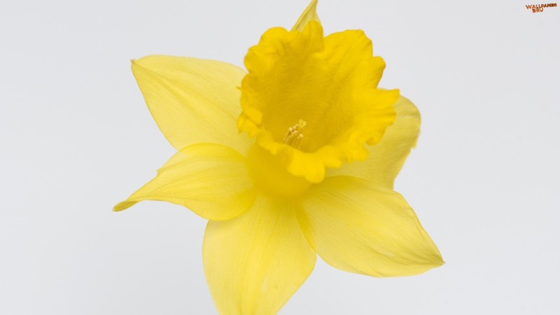 Lovely daffodil flower 1920x1080