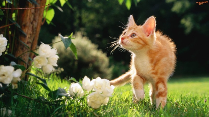 Orange tabby kitten 1920x1080 HD