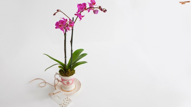 Phalaenopsis orchid gift 1920x1080 HD