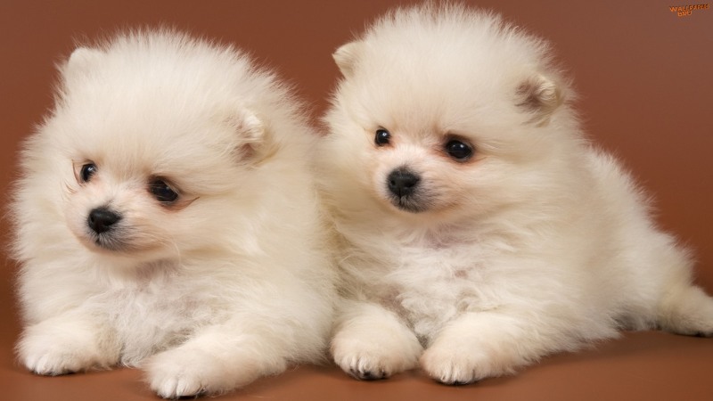 Pomeranian puppies 1920x1080