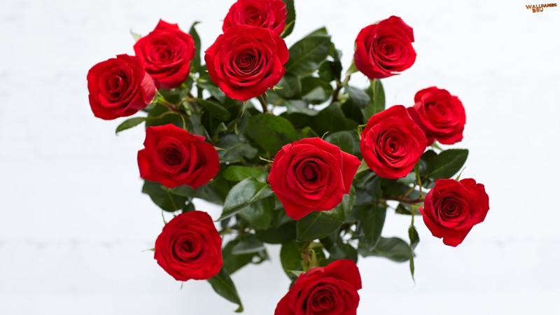 Red roses 3 1920x1080 HD