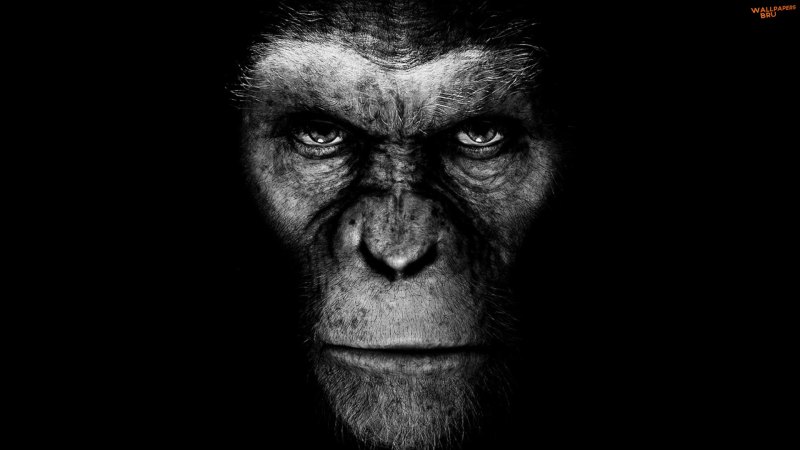 Rise of the planet of the apes 1080p 1600x900 HD