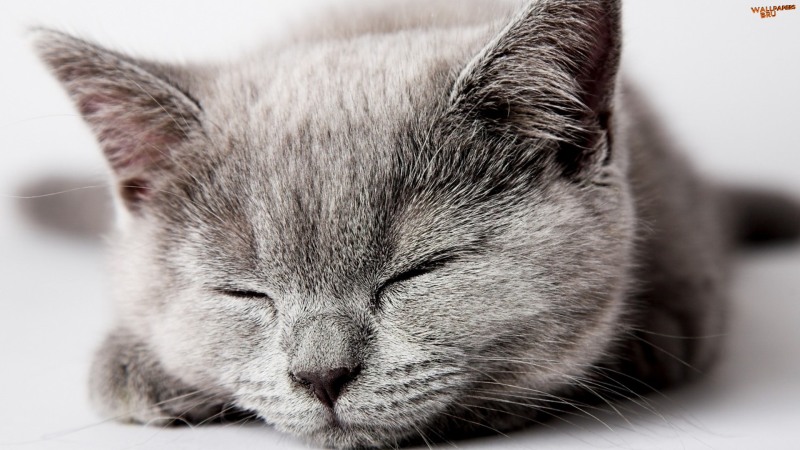 Sleepy grey kitten 1920x1080