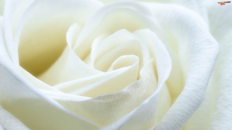 White rose 3 1920x1080 HD