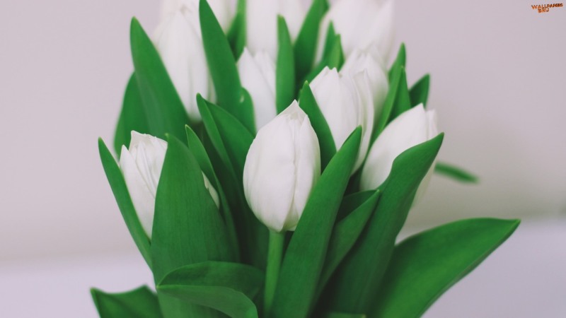 White tulips bouquet 1920x1080