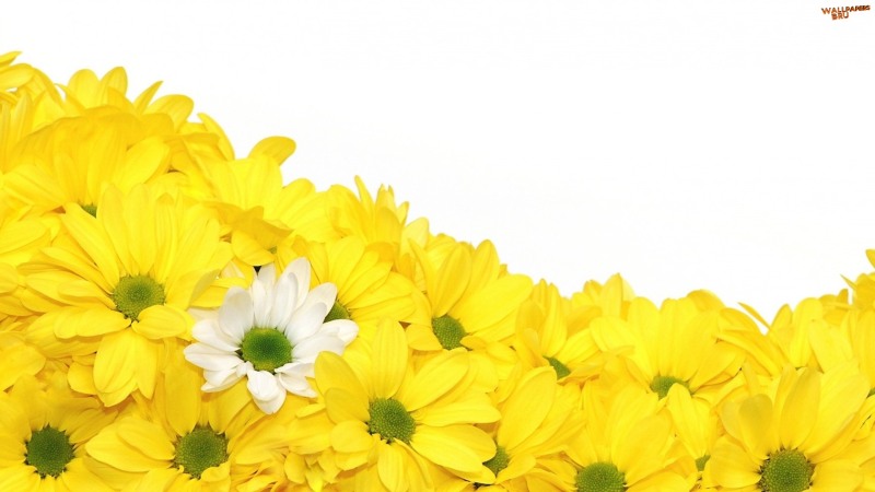 Yellow daisies 1920x1080