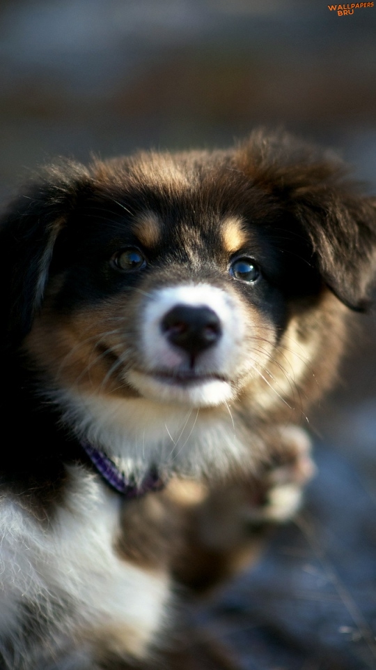 Dog puppy eyes blurring mobile