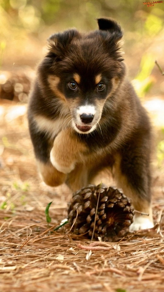Dog puppy nature pine cones mobile