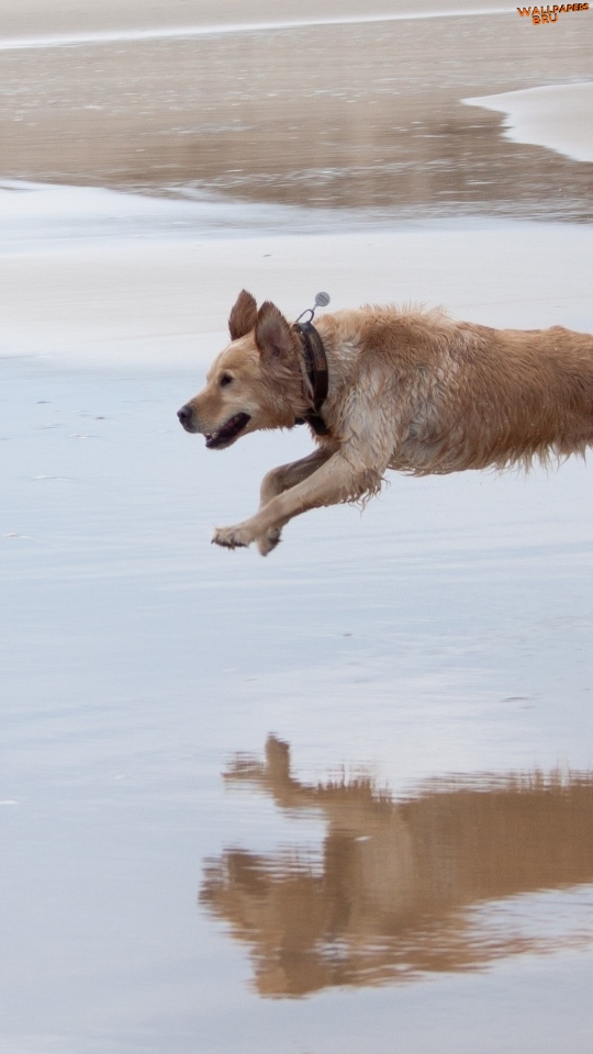 Dog run jump water mobile