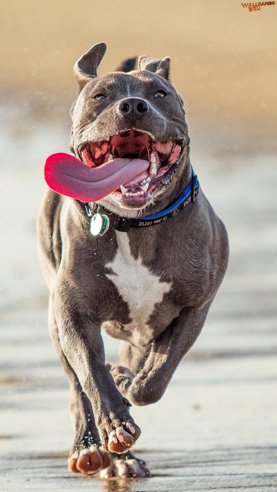 Dog run shore protruding tongue mobile