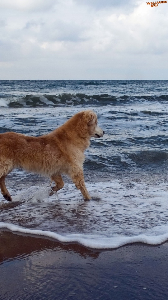 Dog sea background walk playful mobile