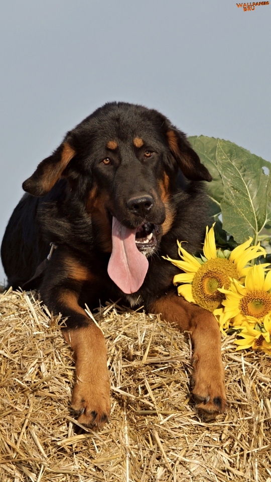 Dog sheepdog muzzle hay sunflowers mobile