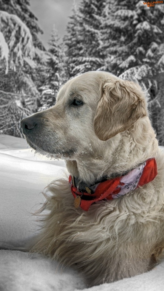 Dog snow sit wood collar mobile
