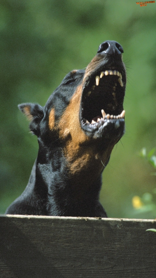 Dog teeth anger mobile