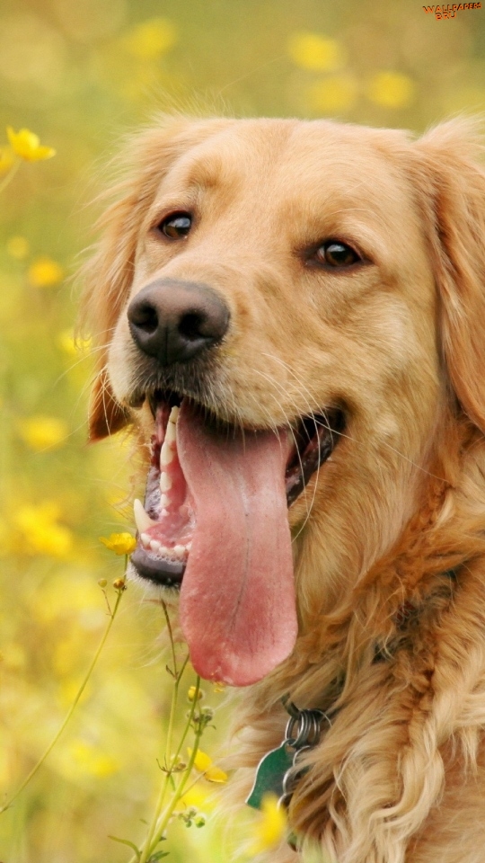 Dog tongue eyes walk mobile