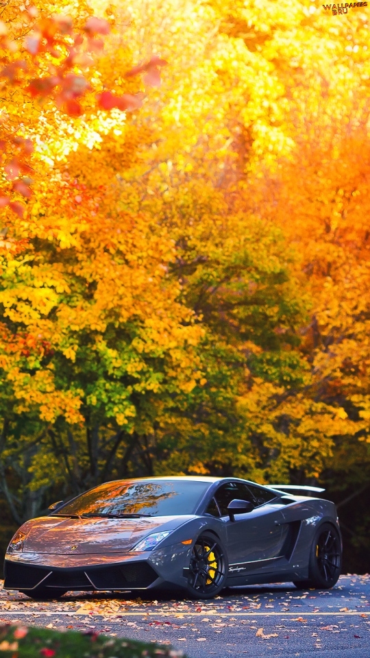 Lamborghini autumn gallardo superleggera lp