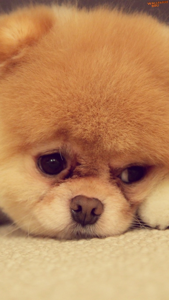 Pomeranian dog breed face nose eyes ears feet mobile